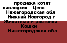 продажа котят вислоухих › Цена ­ 4 000 - Нижегородская обл., Нижний Новгород г. Животные и растения » Кошки   . Нижегородская обл.